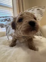 Daisy Duke , a female Maltipoo and Poodle - Toy  for sale in Fayetteville, NC – 4 of 10