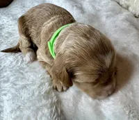 Rumi , a female Goldendoodle for sale in Fayetteville, NC – 5 of 7