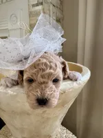 Lois Lane, a female Maltipoo and Poodle - Toy  for sale in Fayetteville, NC – 7 of 9
