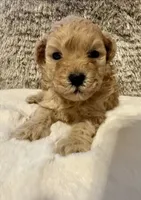 Markle, a male Maltipoo and Poodle - Toy  for sale in Fayetteville, NC – 2 of 9
