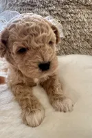 Lois Lane, a female Maltipoo and Poodle - Toy  for sale in Fayetteville, NC – 2 of 9