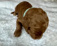 Fendi, a female Goldendoodle for sale in Fayetteville, NC – 5 of 6