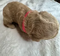 Doria, a female Goldendoodle for sale in Fayetteville, NC – 6 of 8