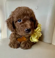 Fendi, a female Goldendoodle for sale in Fayetteville, NC – 8 of 10