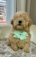 Markle, a male Maltipoo and Poodle - Toy  for sale in Fayetteville, NC – 4 of 9