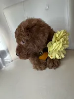 Fendi, a female Goldendoodle for sale in Fayetteville, NC – 7 of 10