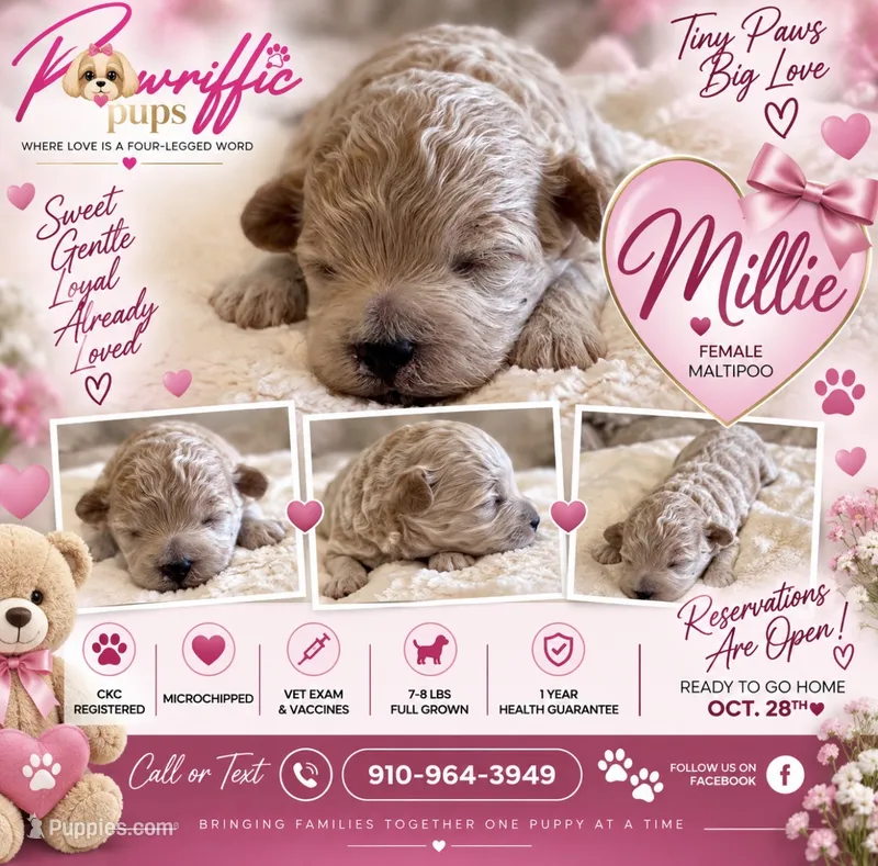 Millie  – Maltipoo puppy on hold in Fayetteville, NC