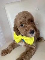 Sebastian , a male Goldendoodle for sale in Fayetteville, NC – 5 of 10