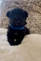 Batman , a male Maltipoo and Poodle - Toy  for sale in Fayetteville, NC – 2 of 8