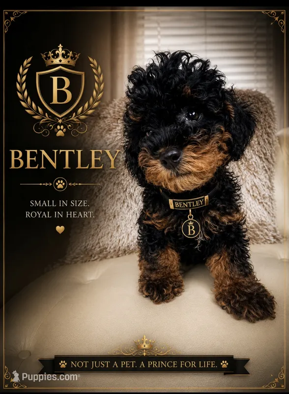 Bentley  – Poodle - Toy  puppy for sale in Fayetteville, NC
