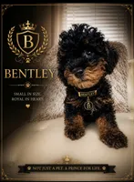 Bentley , a male Poodle - Toy  for sale in Fayetteville, NC – 1 of 2