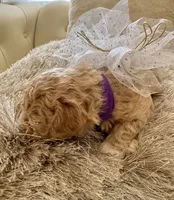 Lois Lane, a female Maltipoo and Poodle - Toy  for sale in Fayetteville, NC – 8 of 9