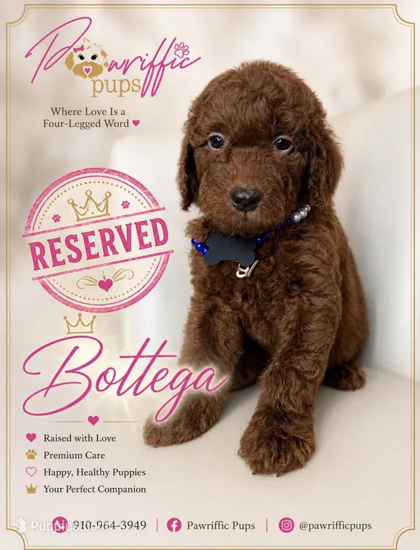 Bottega  – Goldendoodle puppy on hold in Fayetteville, NC