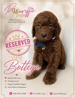Bottega , a male Goldendoodle for sale in Fayetteville, NC – 1 of 10