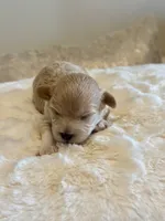 Mia , a female Maltipoo for sale in Fayetteville, NC – 4 of 7