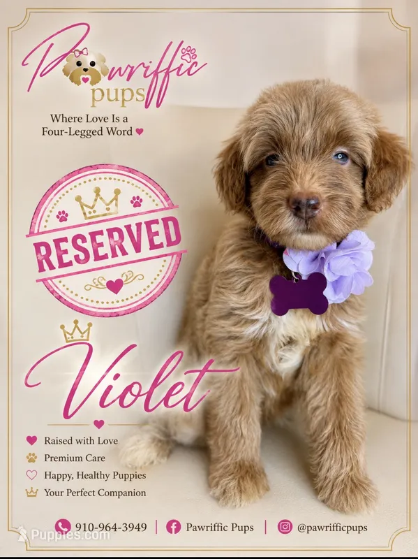 Violet – Goldendoodle puppy on hold in Fayetteville, NC