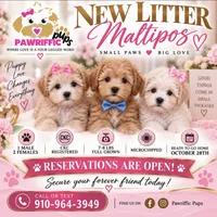 Mia , a female Maltipoo for sale in Fayetteville, NC – 2 of 7