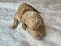 Sebastian , a female Goldendoodle for sale in Fayetteville, NC – 4 of 8
