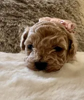 Harley Quinn , a female Maltipoo and Poodle - Toy  for sale in Fayetteville, NC – 7 of 9