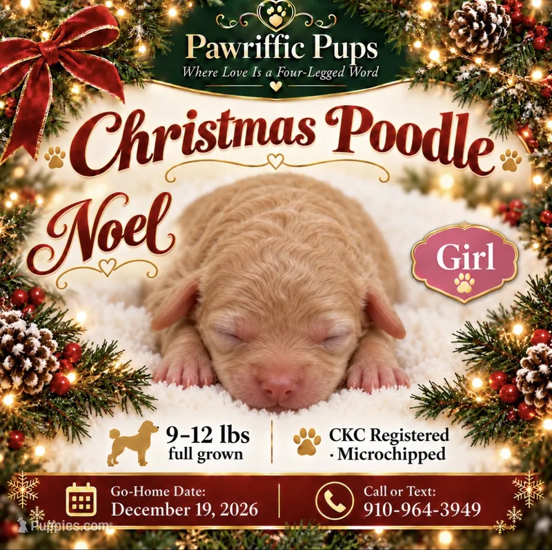 Noel – Poodle - Miniature  puppy for sale in Fayetteville, NC