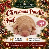 Noel, a female Poodle - Miniature  for sale in Fayetteville, NC – 1 of 2