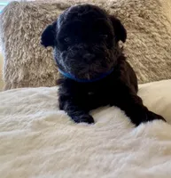 Batman , a male Maltipoo and Poodle - Toy  for sale in Fayetteville, NC – 4 of 8