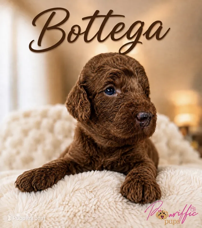 Bottega  – Goldendoodle puppy on hold in Fayetteville, NC