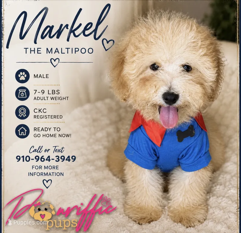 Markle – Maltipoo, Poodle - Toy  puppy for sale in Fayetteville, NC