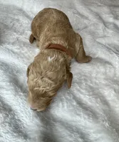 Sebastian , a female Goldendoodle for sale in Fayetteville, NC – 6 of 8