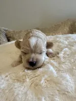 Milo, a male Maltipoo for sale in Fayetteville, NC – 6 of 6