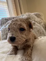 Daisy Duke , a female Maltipoo and Poodle - Toy  for sale in Fayetteville, NC – 2 of 10