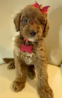 Doria, a female Goldendoodle for sale in Fayetteville, NC – 7 of 10