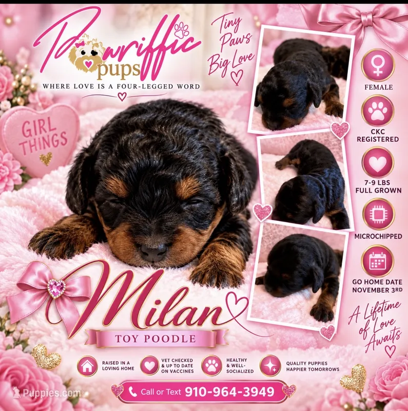 Milan  – Poodle - Toy  puppy for sale in Fayetteville, NC