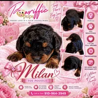 Milan , a male Poodle - Toy  for sale in Fayetteville, NC – 1 of 2