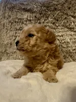 Markle, a male Maltipoo and Poodle - Toy  for sale in Fayetteville, NC – 6 of 9
