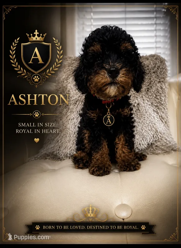 Ashton – Poodle - Toy  puppy for sale in Fayetteville, NC