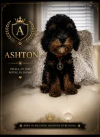 Ashton, a male Poodle - Toy  for sale in Fayetteville, NC – 1 of 2