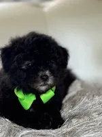 BOE (Maltipoo), a male Maltipoo and Poodle - Toy  for sale in Fayetteville, NC – 3 of 10