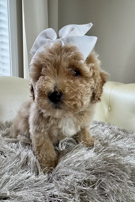 Daisy  – Maltipoo, Poodle - Toy  puppy on hold in Fayetteville, NC