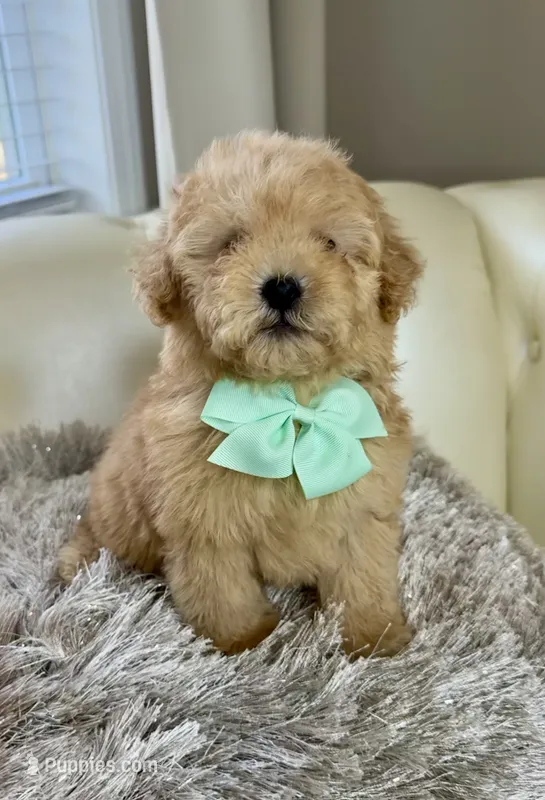 Markle – Maltipoo, Poodle - Toy  puppy for sale in Fayetteville, NC