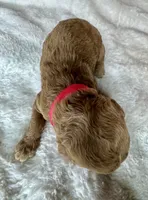 Doria, a female Goldendoodle for sale in Fayetteville, NC – 4 of 8