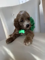 Lyra, a female Goldendoodle for sale in Fayetteville, NC – 5 of 9
