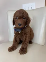 Bottega , a male Goldendoodle for sale in Fayetteville, NC – 10 of 10