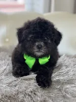 BOE (Maltipoo), a male Maltipoo and Poodle - Toy  for sale in Fayetteville, NC – 10 of 10