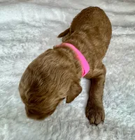 Noelle , a female Goldendoodle for sale in Fayetteville, NC – 6 of 7