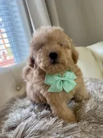 Markle, a male Maltipoo and Poodle - Toy  for sale in Fayetteville, NC – 6 of 9