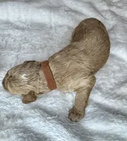 Sebastian , a female Goldendoodle for sale in Fayetteville, NC – 3 of 8