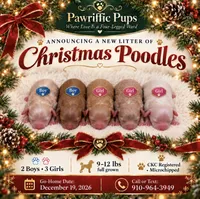 Snowflake , a female Poodle - Miniature  for sale in Fayetteville, NC – 2 of 2