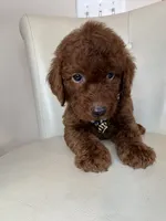 Bottega , a male Goldendoodle for sale in Fayetteville, NC – 9 of 10