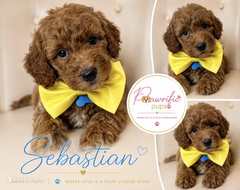 Sebastian  – Goldendoodle puppy for sale in Fayetteville, NC